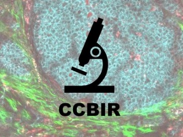 Cellular Cancer Biology Imaging Research