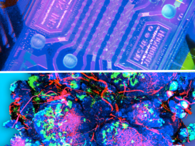 Cancer Tissue Engineering Collaborative